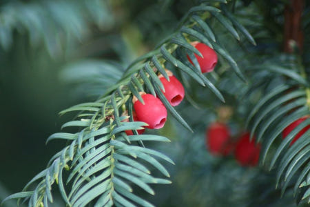 Yew berries close up
